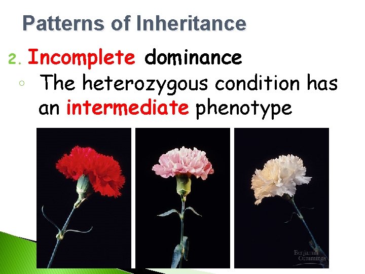 Patterns of Inheritance Incomplete dominance ◦ The heterozygous condition has an intermediate phenotype 2.