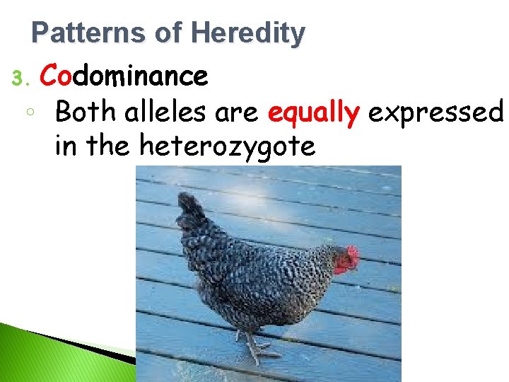 Patterns of Heredity 3. Codominance ◦ Both alleles are equally expressed in the heterozygote