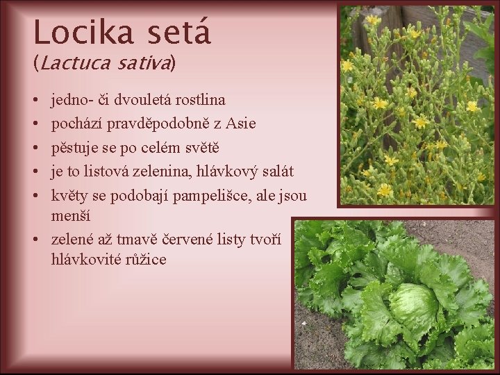 Locika setá (Lactuca sativa) • • • jedno- či dvouletá rostlina pochází pravděpodobně z