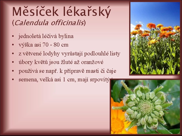 Měsíček lékařský (Calendula officinalis) • • • jednoletá léčivá bylina výška asi 70 -