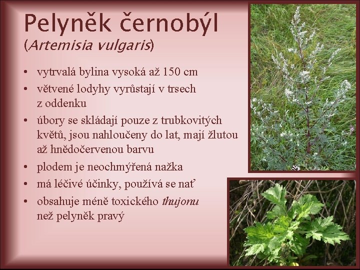 Pelyněk černobýl (Artemisia vulgaris) • vytrvalá bylina vysoká až 150 cm • větvené lodyhy