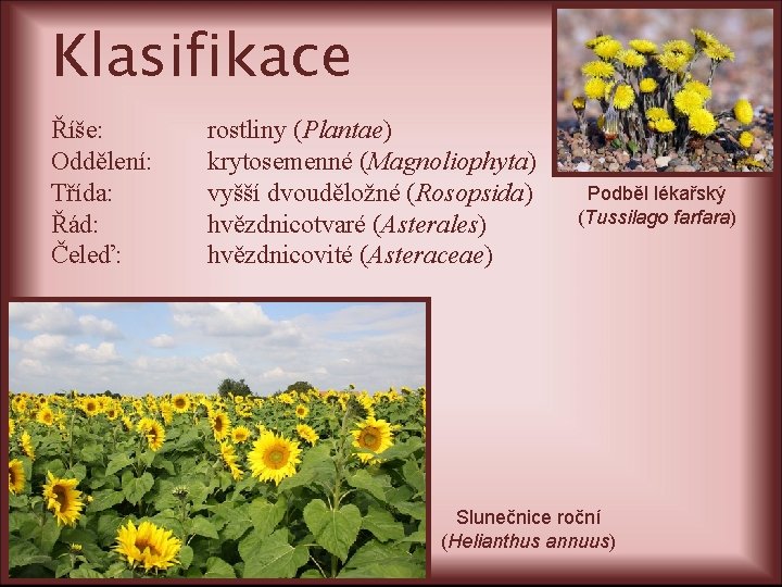 Klasifikace Říše: Oddělení: Třída: Řád: Čeleď: rostliny (Plantae) krytosemenné (Magnoliophyta) vyšší dvouděložné (Rosopsida) hvězdnicotvaré