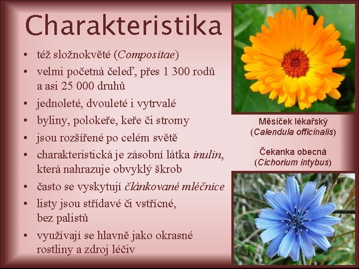 Charakteristika • též složnokvěté (Compositae) • velmi početná čeleď, přes 1 300 rodů a