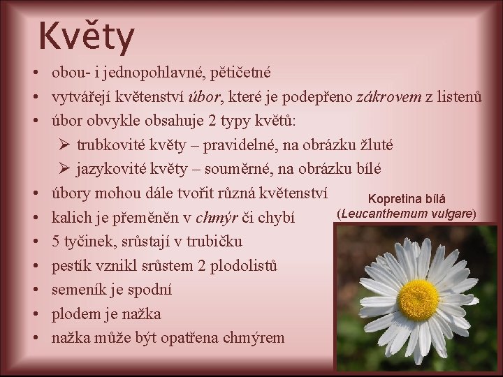 Květy • obou- i jednopohlavné, pětičetné • vytvářejí květenství úbor, které je podepřeno zákrovem