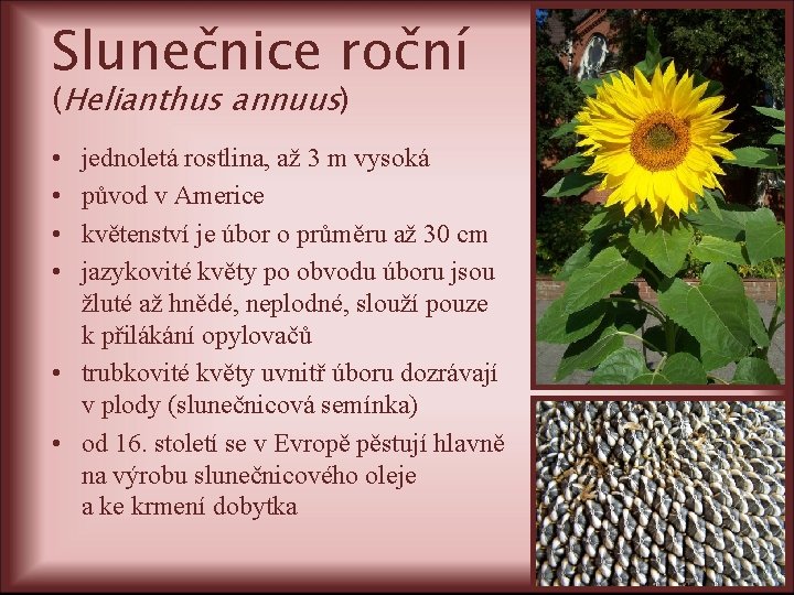 Slunečnice roční (Helianthus annuus) • • jednoletá rostlina, až 3 m vysoká původ v