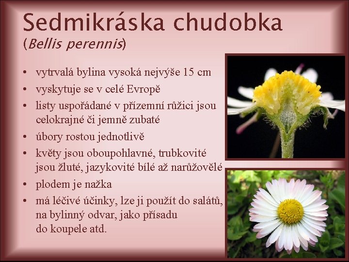 Sedmikráska chudobka (Bellis perennis) • vytrvalá bylina vysoká nejvýše 15 cm • vyskytuje se