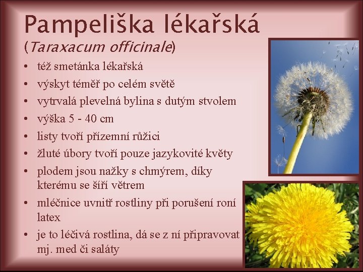 Pampeliška lékařská (Taraxacum officinale) • • též smetánka lékařská výskyt téměř po celém světě