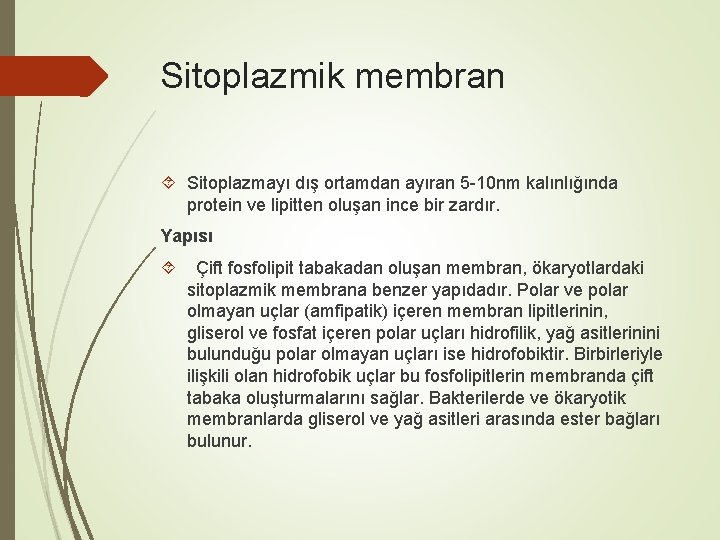 Sitoplazmik membran Sitoplazmayı dış ortamdan ayıran 5 -10 nm kalınlığında protein ve lipitten oluşan