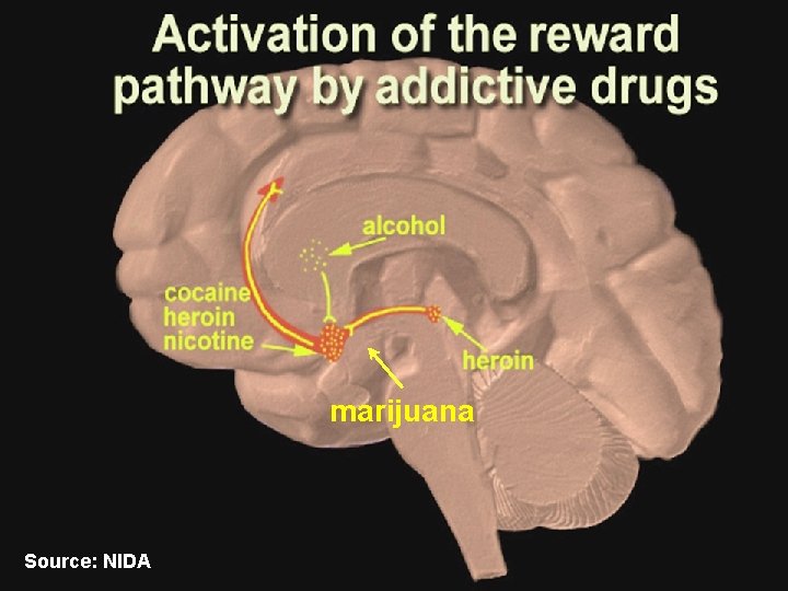 marijuana Source: NIDA marijuana Source: NIDA