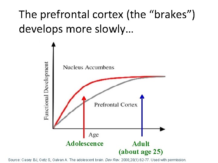 The prefrontal cortex (the “brakes”) develops more slowly… Adolescence Adult (about age 25) Source: The prefrontal cortex (the “brakes”) develops more slowly… Adolescence Adult (about age 25) Source: