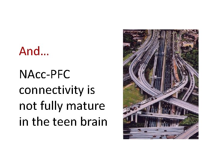 And… NAcc-PFC connectivity is not fully mature in the teen brain And… NAcc-PFC connectivity is not fully mature in the teen brain