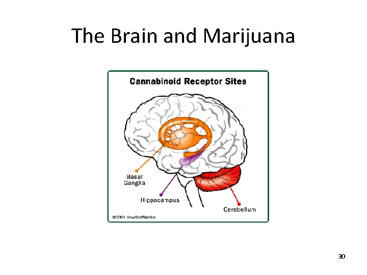 The Brain and Marijuana 30 The Brain and Marijuana 30