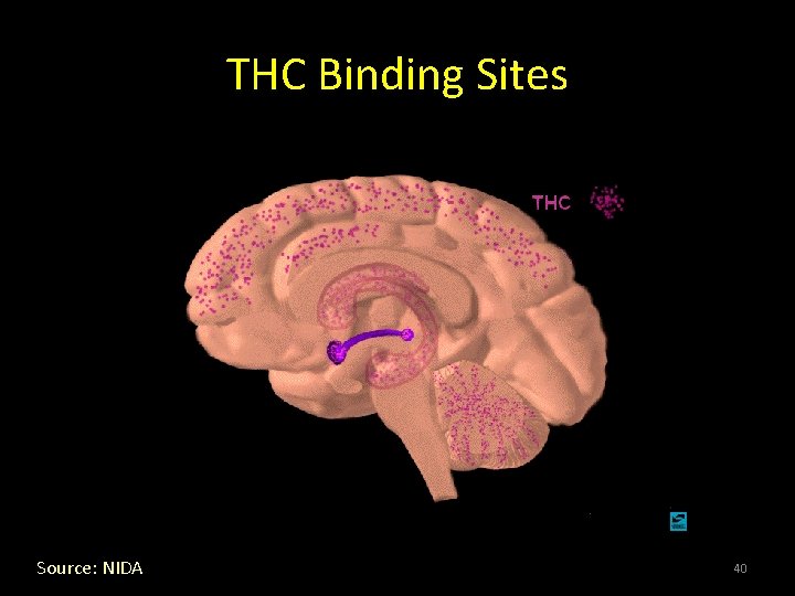 THC Binding Sites Source: NIDA 40 THC Binding Sites Source: NIDA 40