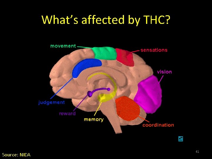 What’s affected by THC? Source: NIDA 41 What’s affected by THC? Source: NIDA 41