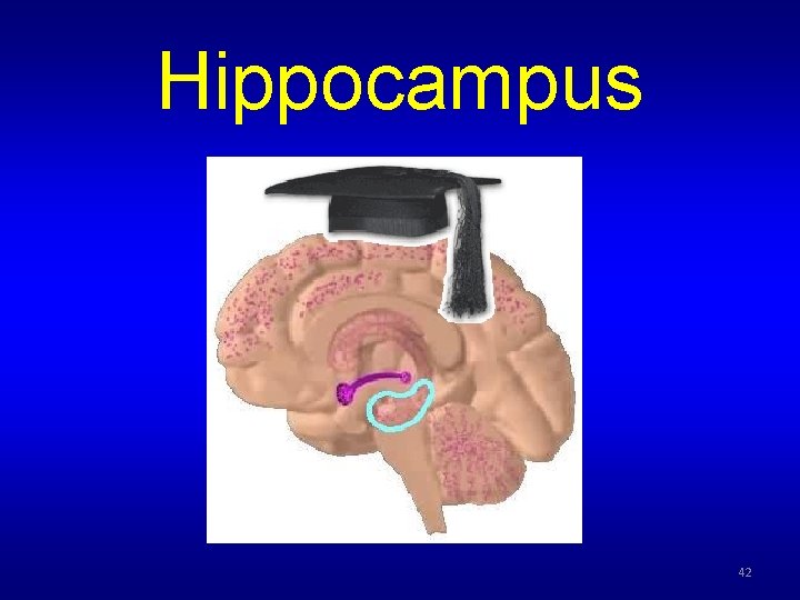 Hippocampus 42 Hippocampus 42