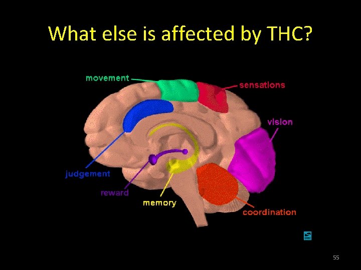 What else is affected by THC? 55 What else is affected by THC? 55