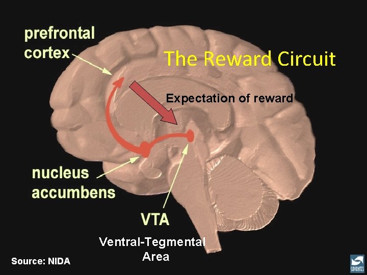 The Reward Circuit Expectation of reward Source: NIDA Ventral-Tegmental Area The Reward Circuit Expectation of reward Source: NIDA Ventral-Tegmental Area