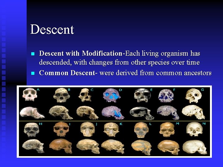 Descent n n Descent with Modification-Each living organism has descended, with changes from other