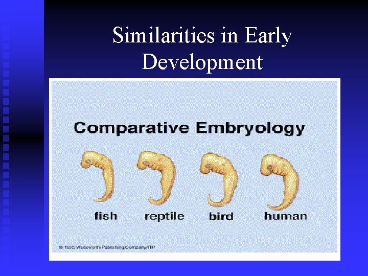 Similarities in Early Development 