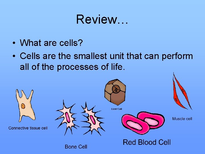 Review… • What are cells? • Cells are the smallest unit that can perform