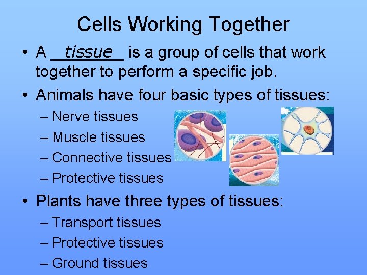 Cells Working Together • A ____ tissue is a group of cells that work