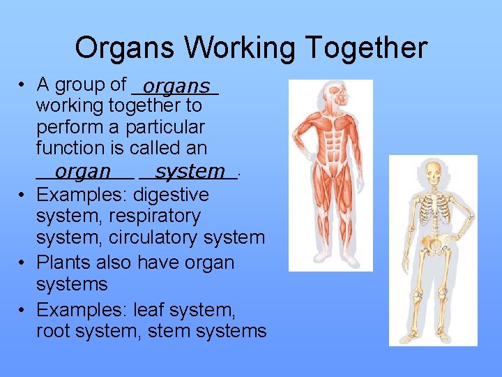 Organs Working Together • A group of ____ organs working together to perform a