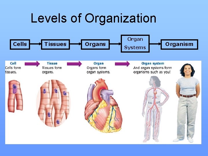Levels of Organization Cells Tissues Organ Systems Organism 