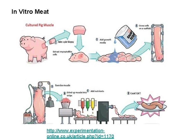 In Vitro Meat http: //www. experimentationonline. co. uk/article. php? id=1170 