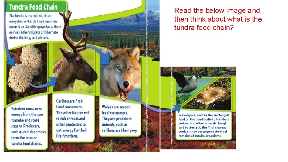 Read the below image and then think about what is the tundra food chain?