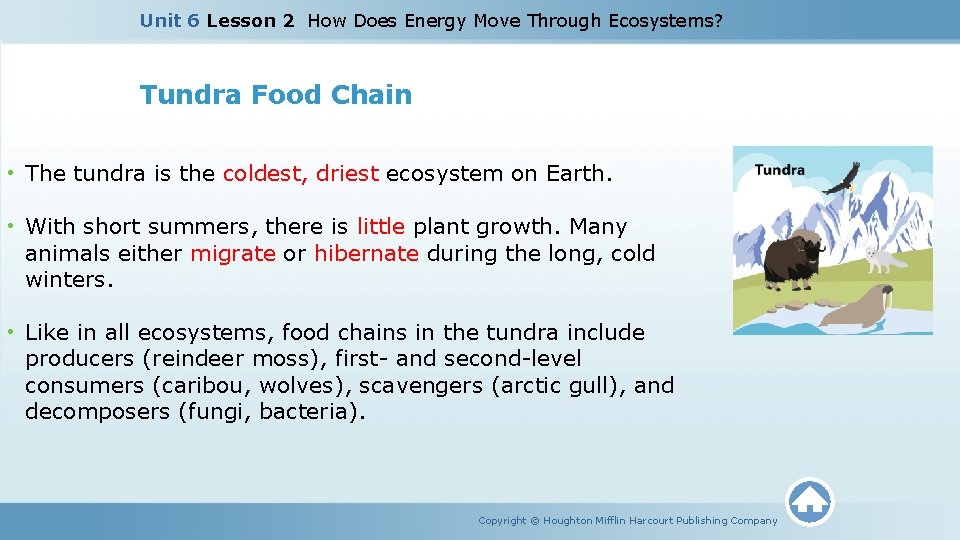 Unit 6 Lesson 2 How Does Energy Move Through Ecosystems? Tundra Food Chain •