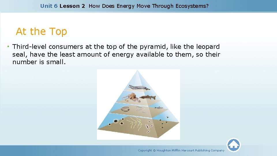 Unit 6 Lesson 2 How Does Energy Move Through Ecosystems? At the Top •