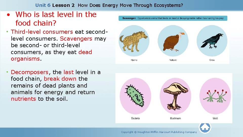 Unit 6 Lesson 2 How Does Energy Move Through Ecosystems? • Who is last