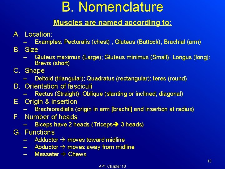 B. Nomenclature Muscles are named according to: A. Location: – Examples: Pectoralis (chest) ;
