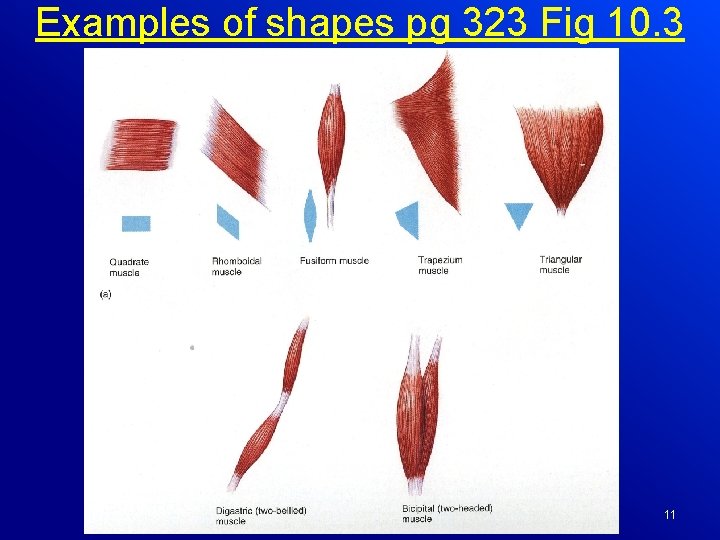 Examples of shapes pg 323 Fig 10. 3 AP 1 Chapter 10 11 