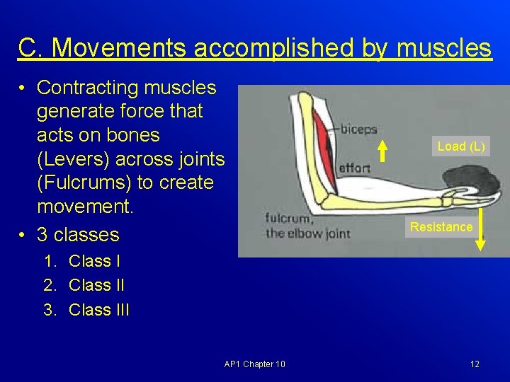 C. Movements accomplished by muscles • Contracting muscles generate force that acts on bones