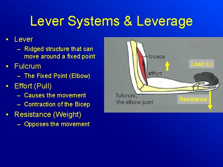 Lever Systems & Leverage • Lever – Ridged structure that can move around a