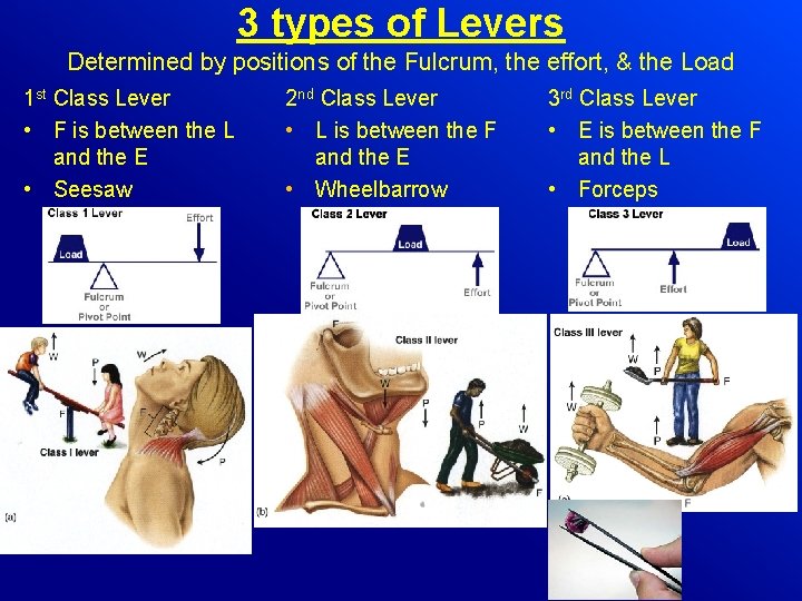 3 types of Levers Determined by positions of the Fulcrum, the effort, & the