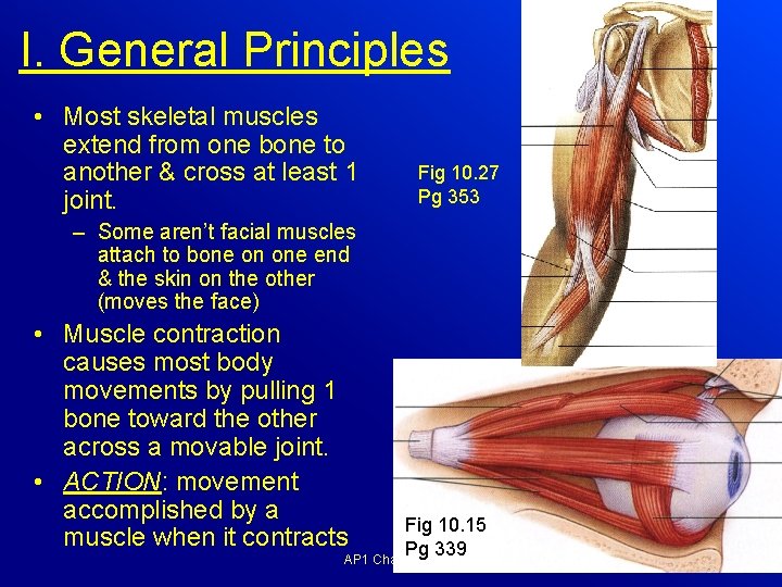 I. General Principles • Most skeletal muscles extend from one bone to another &