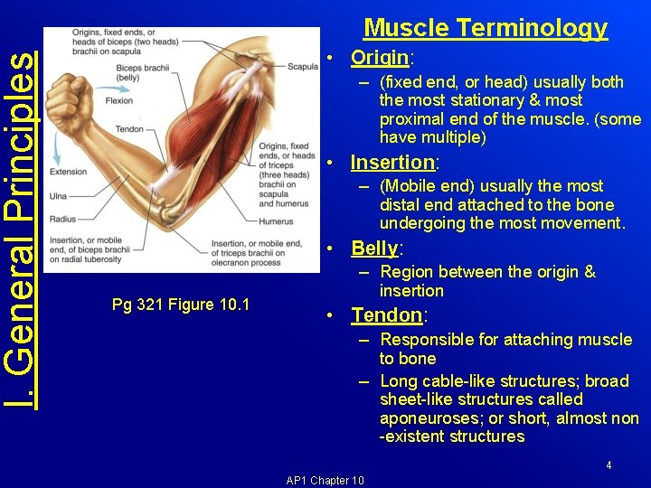 I. General Principles Muscle Terminology • Origin: – (fixed end, or head) usually both