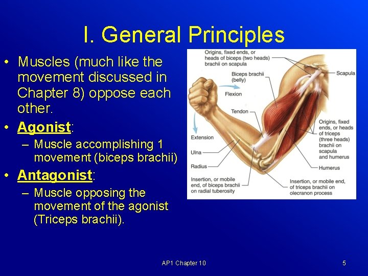 I. General Principles • Muscles (much like the movement discussed in Chapter 8) oppose