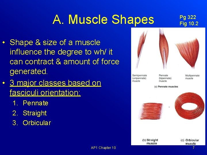 A. Muscle Shapes Pg 322 Fig 10. 2 • Shape & size of a