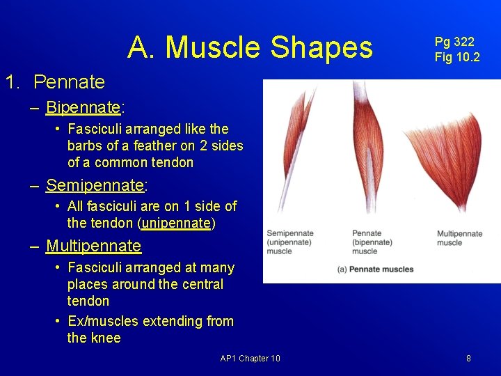 A. Muscle Shapes Pg 322 Fig 10. 2 1. Pennate – Bipennate: • Fasciculi