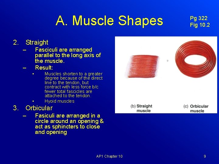 A. Muscle Shapes Pg 322 Fig 10. 2 2. Straight – Fasciculi are arranged