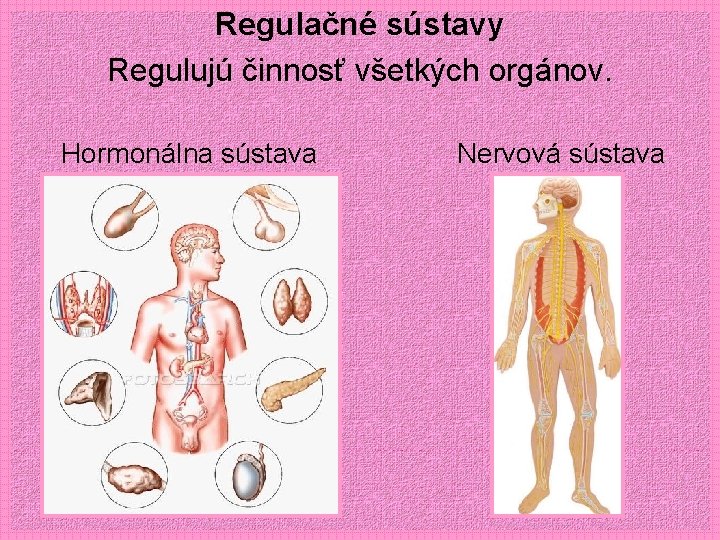 Regulačné sústavy Regulujú činnosť všetkých orgánov. Hormonálna sústava Nervová sústava 