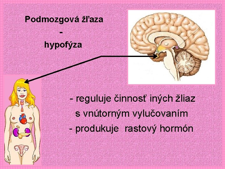Podmozgová žľaza hypofýza - reguluje činnosť iných žliaz s vnútorným vylučovaním - produkuje rastový