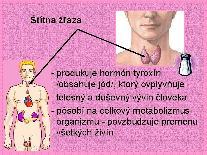 Štítna žľaza - produkuje hormón tyroxín /obsahuje jód/, ktorý ovplyvňuje telesný a duševný vývin
