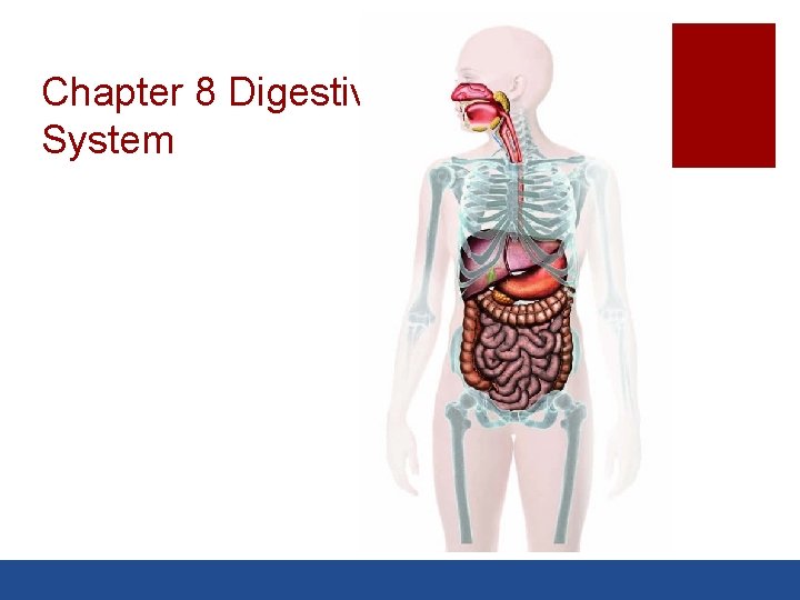 Chapter 8 Digestive System 