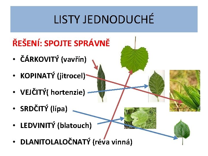 LISTY JEDNODUCHÉ ŘEŠENÍ: SPOJTE SPRÁVNĚ • ČÁRKOVITÝ (vavřín) • KOPINATÝ (jitrocel) • VEJČITÝ( hortenzie)