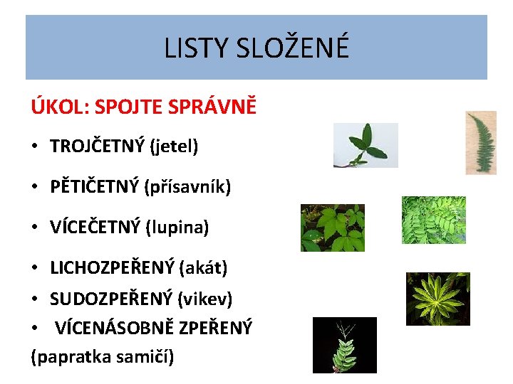 LISTY SLOŽENÉ ÚKOL: SPOJTE SPRÁVNĚ • TROJČETNÝ (jetel) • PĚTIČETNÝ (přísavník) • VÍCEČETNÝ (lupina)