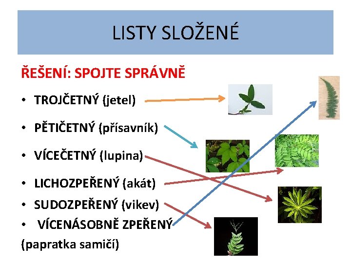 LISTY SLOŽENÉ ŘEŠENÍ: SPOJTE SPRÁVNĚ • TROJČETNÝ (jetel) • PĚTIČETNÝ (přísavník) • VÍCEČETNÝ (lupina)